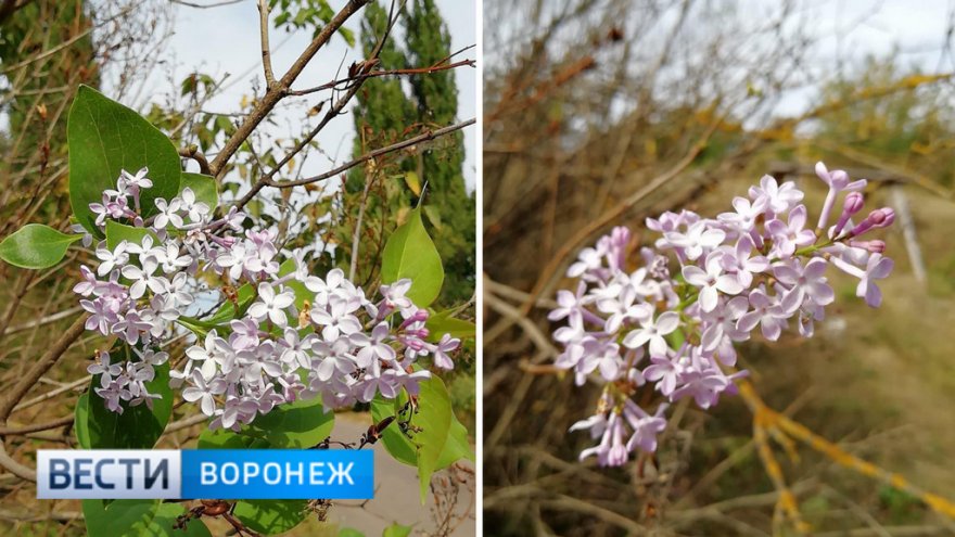 Под Воронежем второй раз в году зацвела сирень