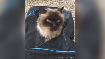 В Воронеже кошку попытались выбросить в водохранилище в закрытой сумке