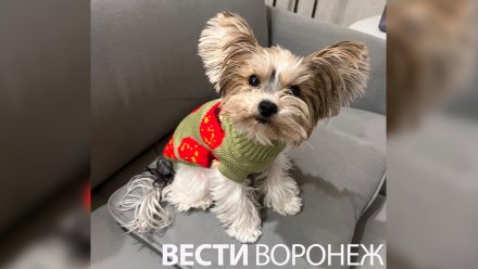 «За 4 дня потеряла треть веса». Хозяйка йорка пожаловалась на воронежскую ветклинику
