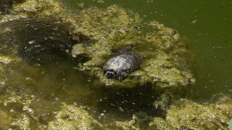 В Центральном парке Воронежа начали сливать пруд с рыбами и черепахами