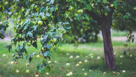 В Воронежской области совладелец агропредприятия присвоил субсидию на яблоневые сады