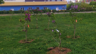 В Воронеже обрезали сломанные ветви сирени у памятника Славы