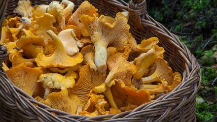 В Воронежской области грибами отравился 51 человек