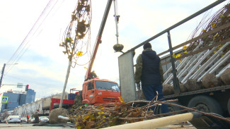 В Воронеже из-за холода приостановили высадку клёнов из Германии