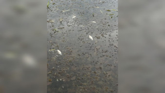 В Воронежской области популярное у сапбордистов озеро заполонила мёртвая рыба
