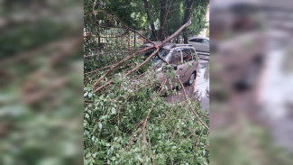 Дерево рухнуло на легковушку после сильного ливня в Воронеже