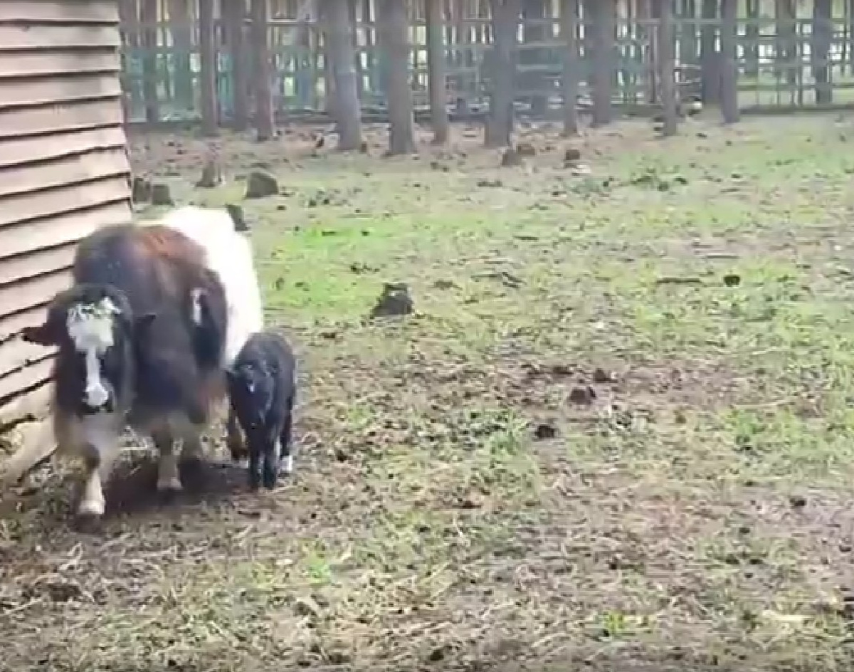 В воронежском зоопарке на свет появился детёныш яка – Новости Воронежа и  Воронежской области – Вести Воронеж