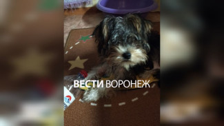 В Воронеже хозяйка щенка йорка рассказала о его самочувствии после сложной операции