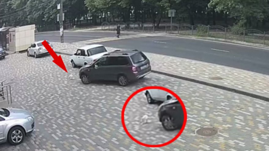 Полиция установила личность водителя, задавившего кота на парковке в Воронеже