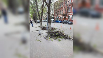 Активисты возмутились уничтожением каштановой аллеи в центре Воронежа