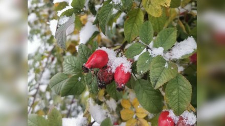 Снегопад в Воронеже сменится сильным дождём 