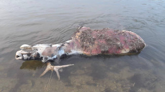 В реке Дон в Воронежской области обнаружили мёртвого лося 