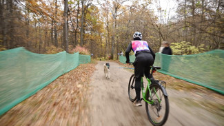 Громкие гонки. На трассу в Воронеже вышли собачьи упряжки