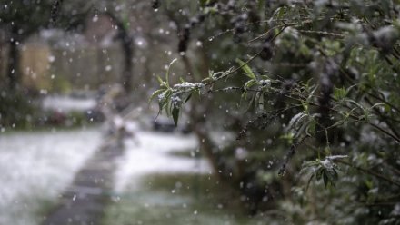 Предпоследняя неделя апреля принесет в Воронежскую область снег и заморозки