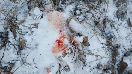 Убийство косули в Воронежской области привело к уголовному делу