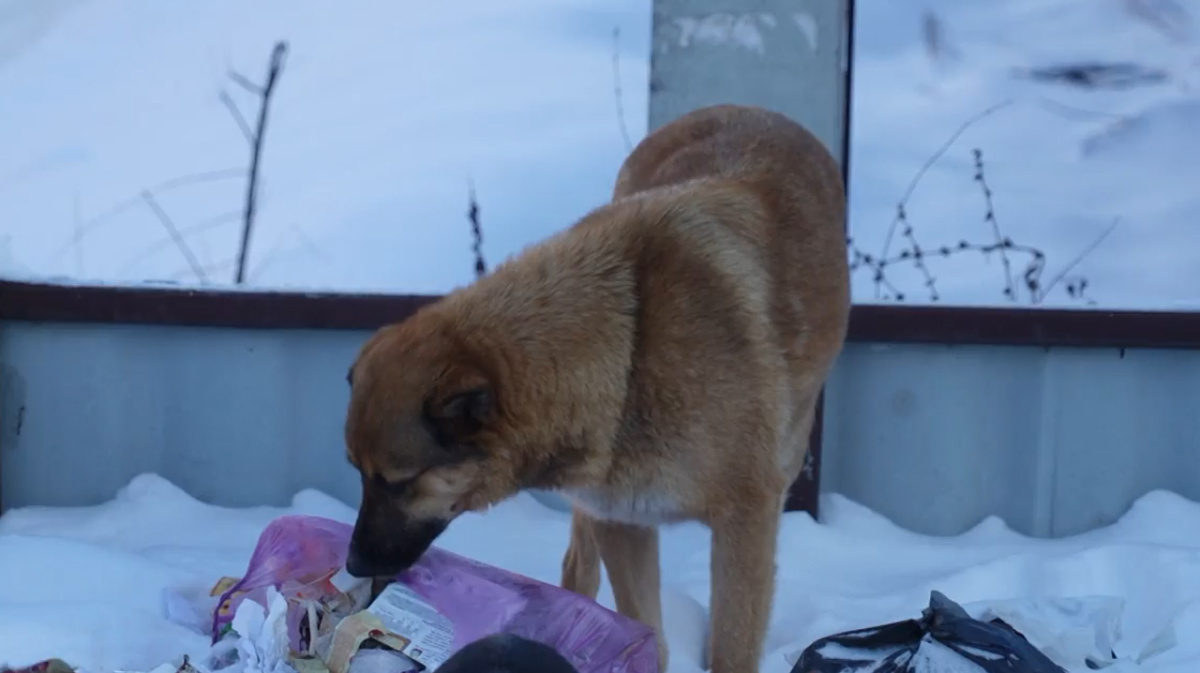 В Воронеже дочь пострадавшей от нападения собак женщины рассказала о  состоянии мамы – Новости Воронежа и Воронежской области – Вести Воронеж