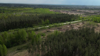 В Воронеже вырубят часть Тавровского леса