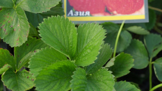 В Воронеже у «Арены» продолжают торговать «Машенькой» и «Ночкой»