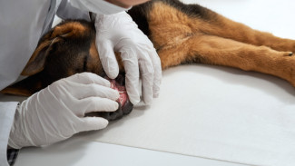 В Воронеже объявили карантин по бешенству животных