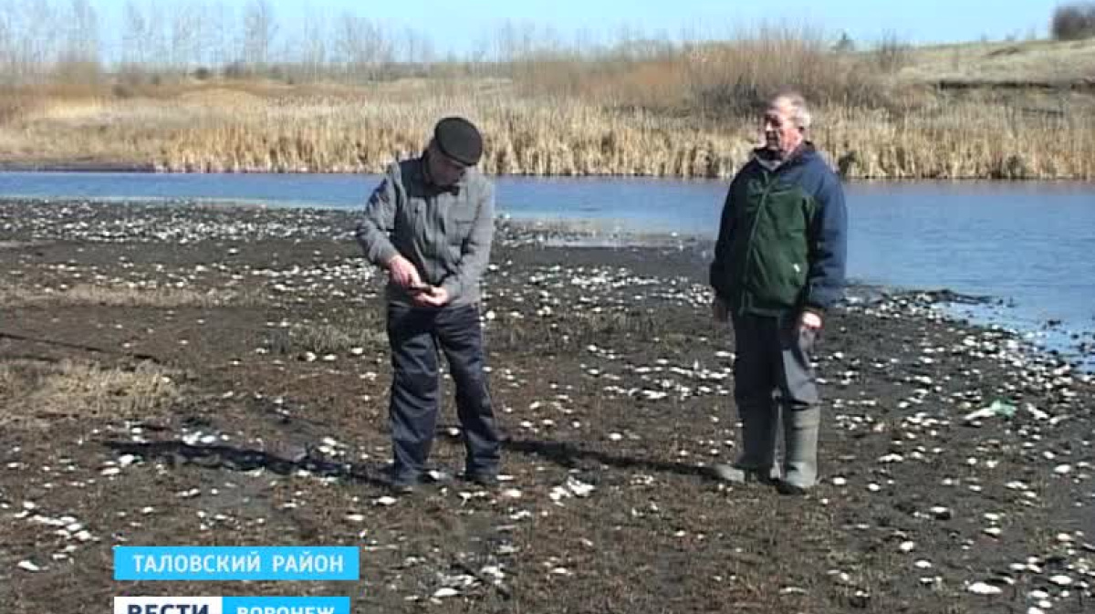 Погода каменная степь таловского воронежской