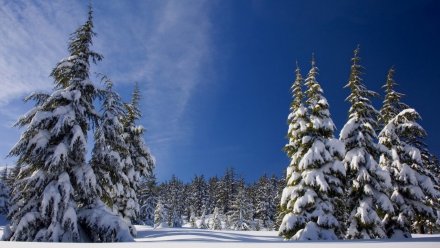 Первый понедельник декабря будет в Воронежской области по-настоящему зимним