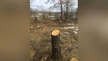 Вырубка соснового леса на пляже в воронежском Боровом привела к уголовному делу