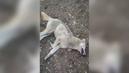 У напавшей на мужчину в воронежском райцентре волчицы выявили бешенство 