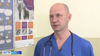 В Воронеже начнут массово чипировать бездомных собак