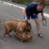 Девушка сняла на видео жуткое нападение домашней собаки на дворнягу в Воронеже