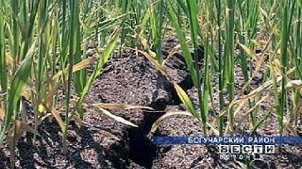 В Воронежской области из-за засухи объявлена чрезвычайная ситуация