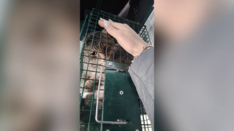 Сбежавший в Россоши на ж/д станции кот Бося вернётся к хозяину на Дальнйи Восток