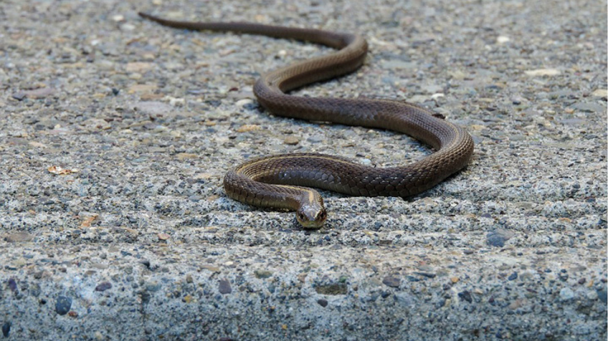 змеи кировской области фото