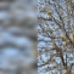 В Воронеже неожиданно зацвели каштаны