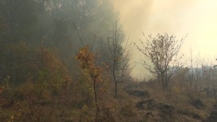 Лес в одном из районов Воронежской области горит трое суток