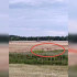 Стадо косуль заметили в воронежском Ямном