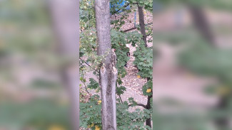Полиция начала проверку после нападения пса на женщину с собакой в Воронеже