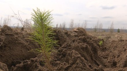 В Воронежской области вырастили 6 млн сеянцев деревьев