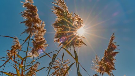 Новая рабочая неделя в Воронежской области начнётся с гроз, града и жары