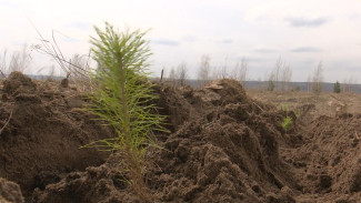 «Сад памяти» в Воронежской области станет больше на 40 тыс. деревьев