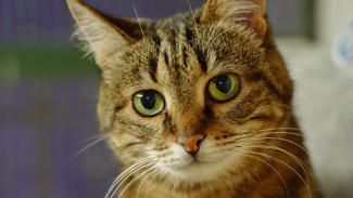 Аналитики выяснили, какое животное любимое у воронежцев