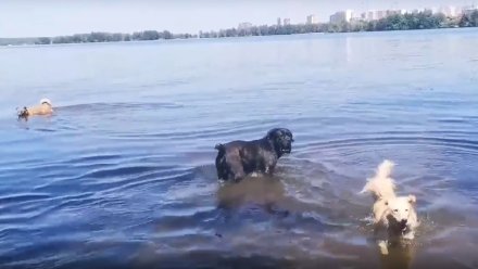 В Воронеже построят гигантский плот для прогулок сотни бездомных собак по водохранилищу
