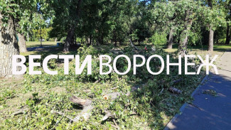 Причина падения ветки на 3 посетителей парка в Воронеже осталась невыясненной
