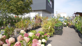 В Воронеже возле «Арены» продолжают торговать «Азией» и «Патриотом»