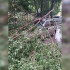 Дерево рухнуло на легковушку после сильного ливня в Воронеже