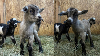 15 козлят родились в воронежском парке «Белый колодец»