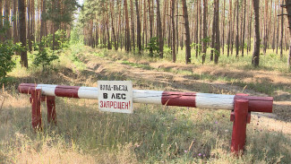 Воронежцам напомнили о запрете на посещение хвойных лесов