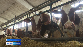 Молочные фермы и французский скот. Как процветает Хохольский район 