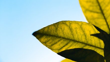 До +12 похолодает в Воронежской области