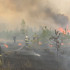 Высокий уровень пожарной опасности установился в 13 районах Воронежской области