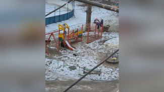Стая собак окружила детей в воронежском райцентре